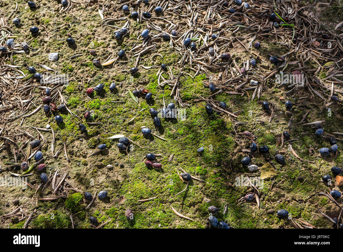 Olivier de la variété Picual près de Jaen, Espagne Banque D'Images