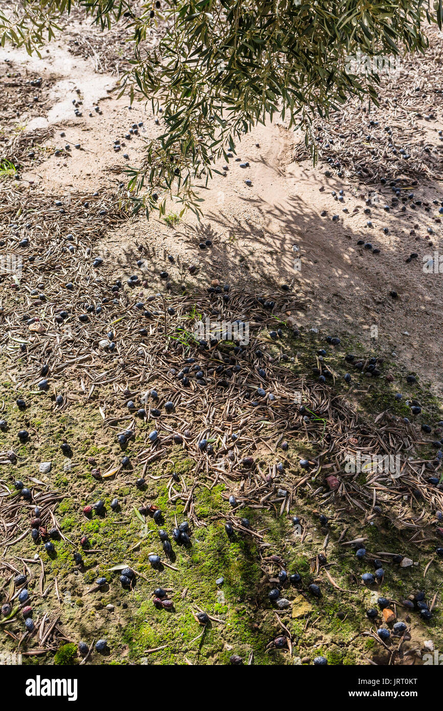 Olivier de la variété Picual près de Jaen, Espagne Banque D'Images