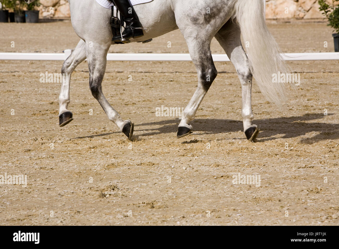 Les jambes du cheval détail au cours de l'exercice équestre de Montenmedio, Cadix, Andalousie, Espagne Banque D'Images