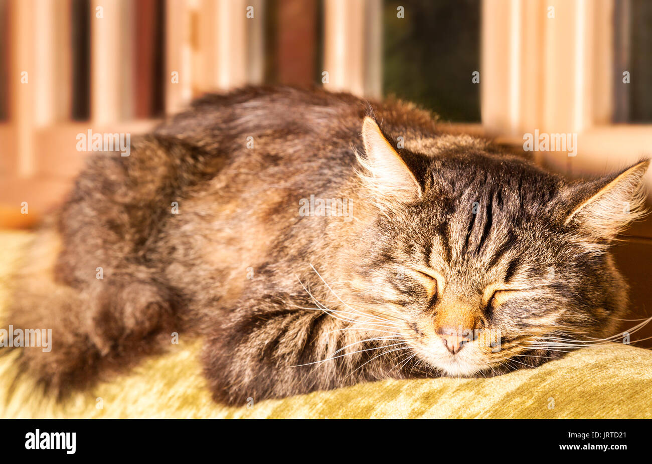Satisfait de l'écaille, chat endormi sur le dos du canapé en face de windows. Banque D'Images