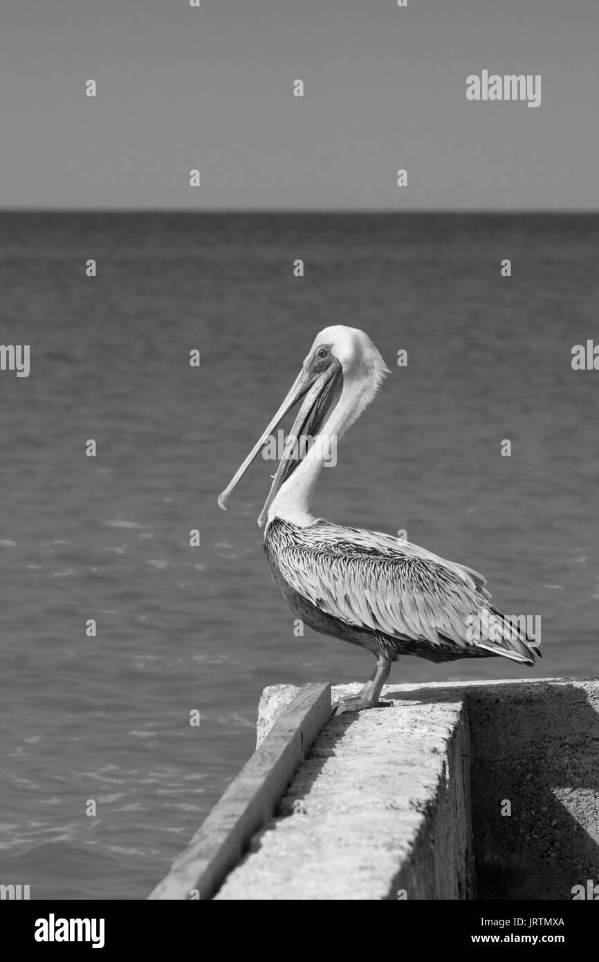 Pelican se tient sur un quai avec une belle mer bleu exotique. Une scène avec pier sereine tropicaux de la mer des Caraïbes. Banque D'Images