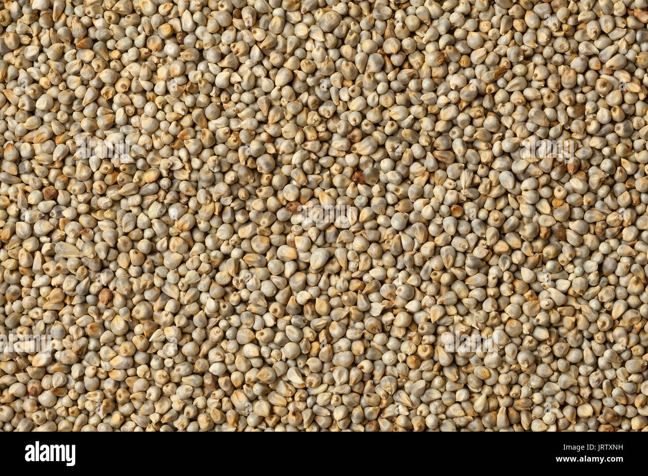 Pearl Millet close up full frame Banque D'Images