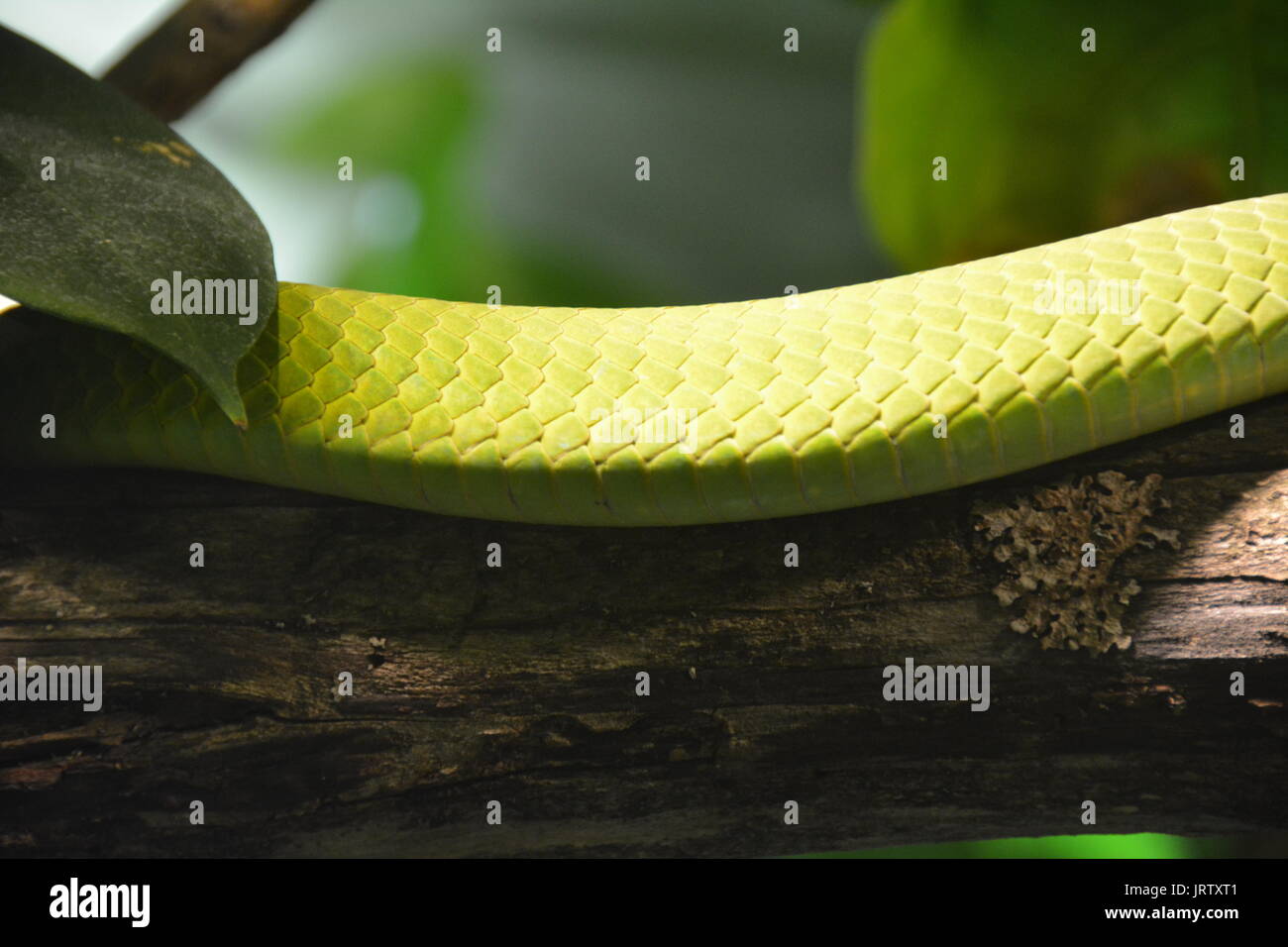 Serpent mamba vert Banque D'Images