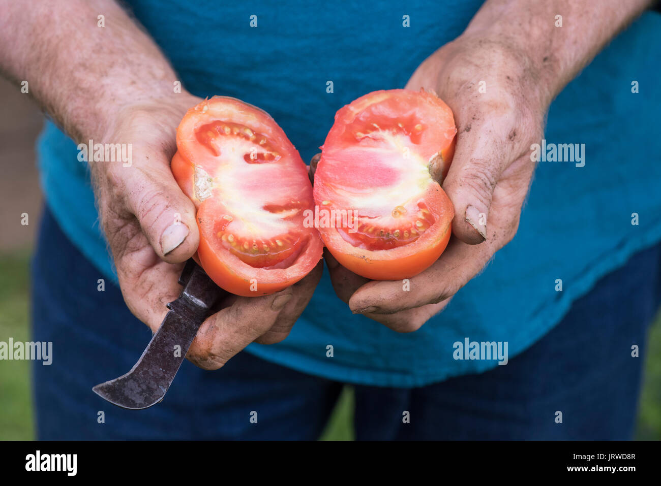 Solanum lycopersicum. La coupe d'un jardinier / tomates tomates Beefsteak de moitié. Tomate variété du patrimoine Banque D'Images