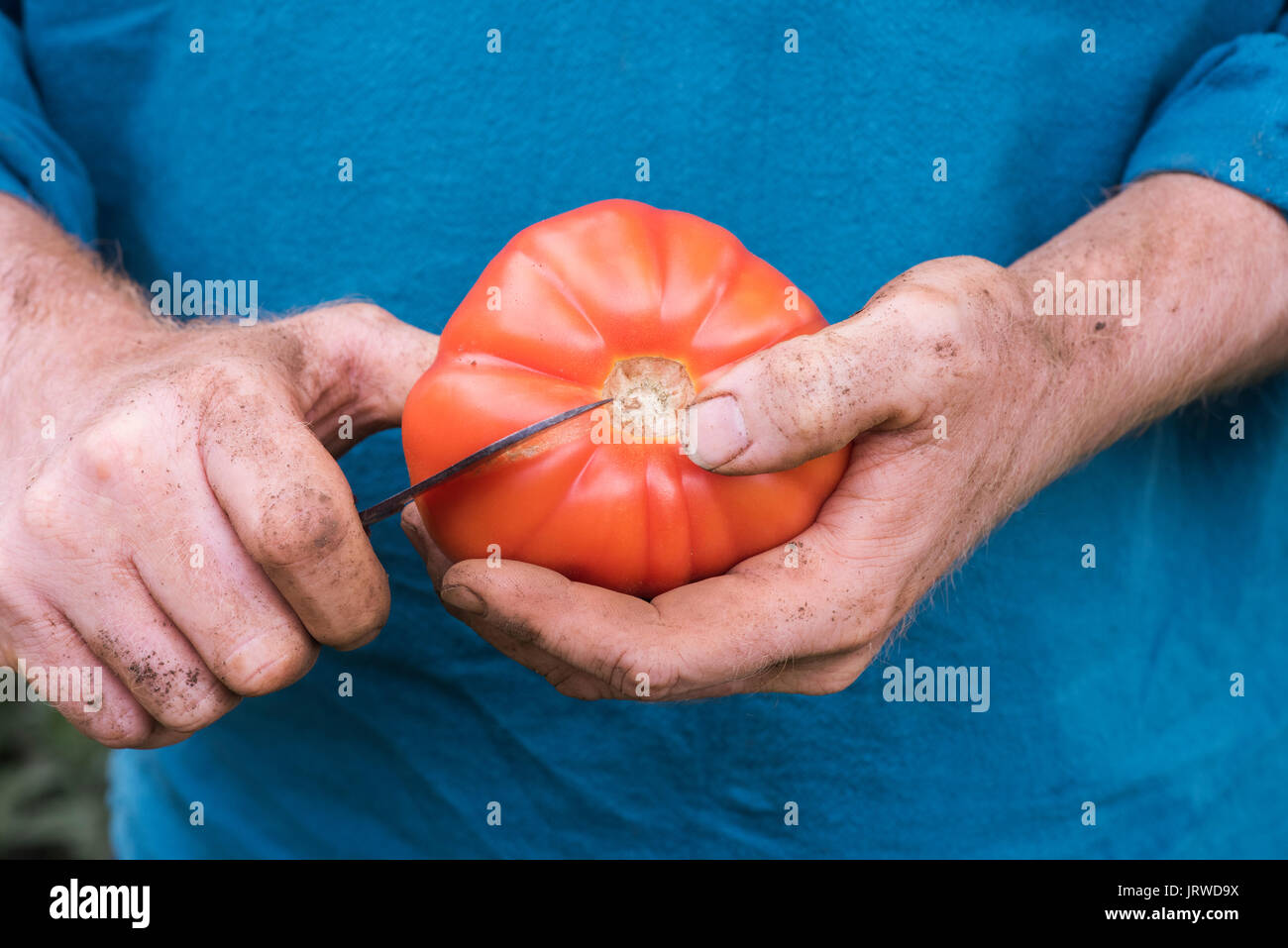 Solanum lycopersicum. La coupe d'un jardinier / tomates tomates Beefsteak de moitié. Tomate variété du patrimoine Banque D'Images