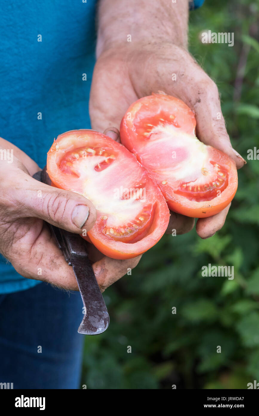 Solanum lycopersicum. La coupe d'un jardinier / tomates tomates Beefsteak de moitié. Tomate variété du patrimoine Banque D'Images