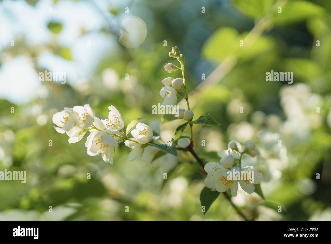 Fleurs de jasmin blanc sous le soleil de soir d'été Banque D'Images