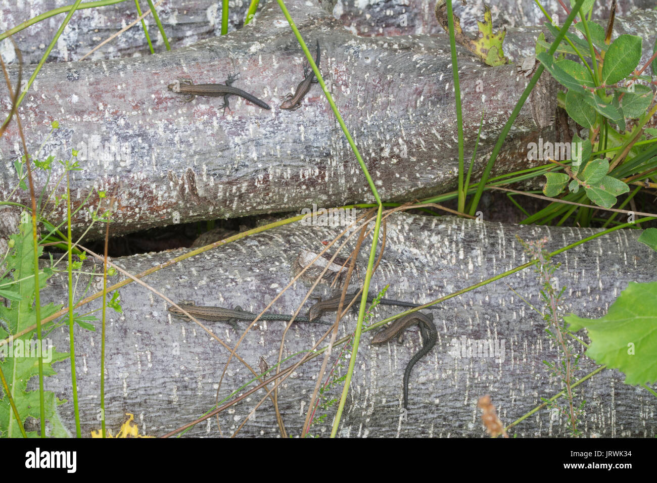 Plusieurs jeunes lézards communs, aussi appelé lézard vivipare (Zootoca vivipara) au soleil sur une pile de journaux Banque D'Images