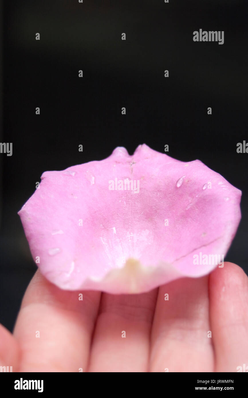 Libre d'un pétale de rose rose avec des gouttes de rosée dans a woman's hand Banque D'Images Libre d'un pétale de rose rose avec des gouttes de rosée dans a woman's hand Banque D'Images