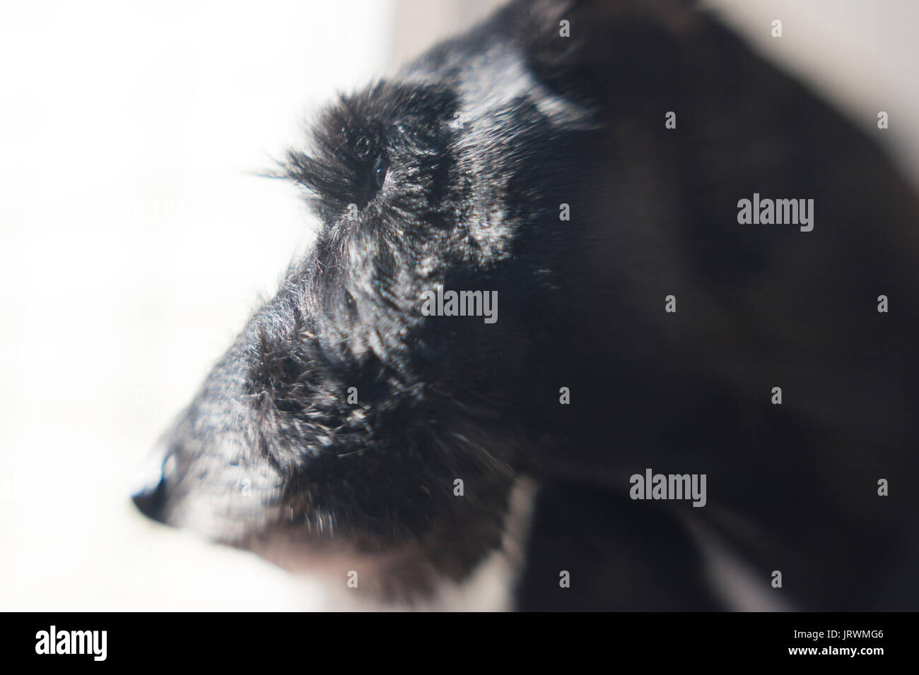 Scottish Terrier Noir, gros plan de tête Banque D'Images