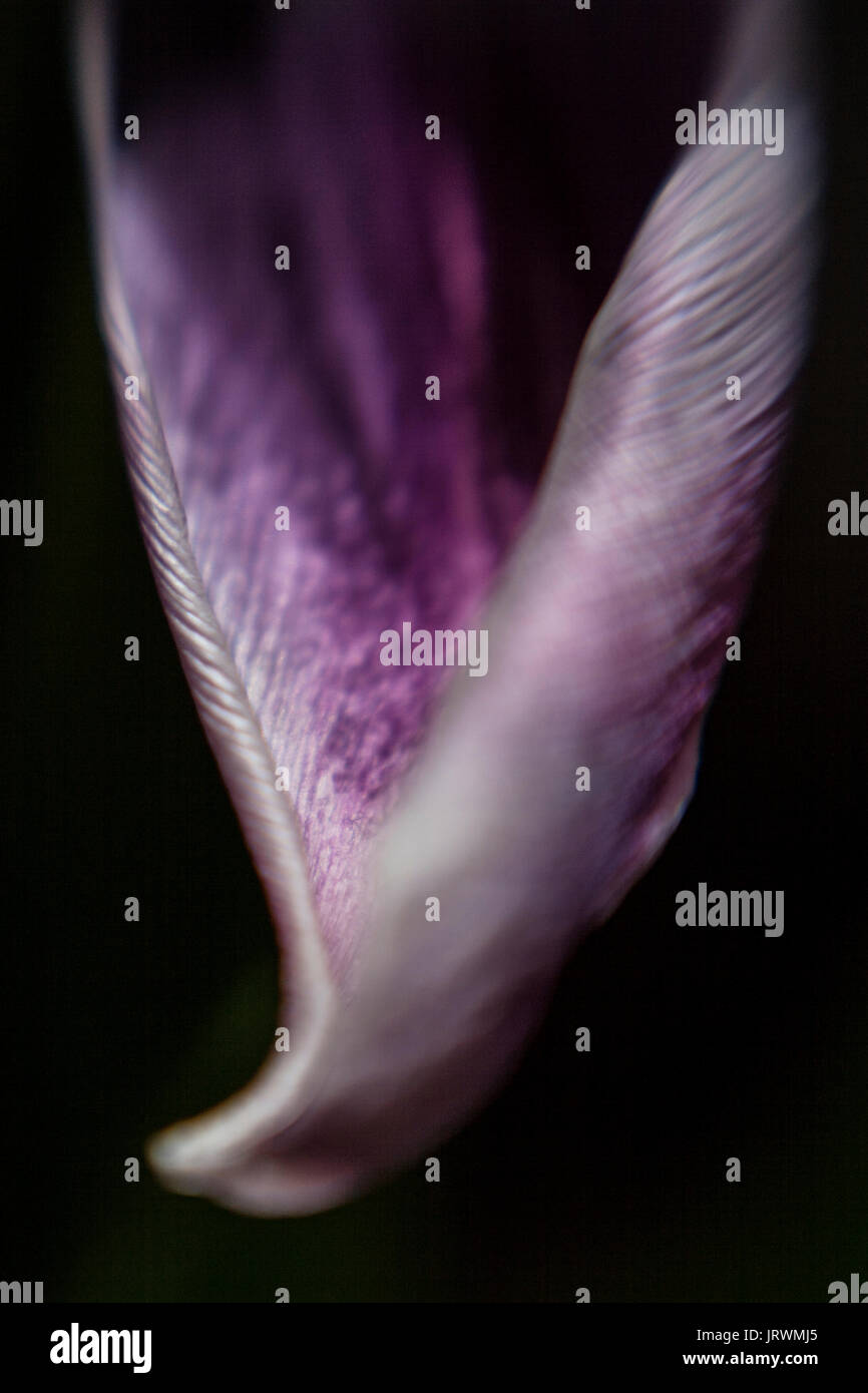 Libre d'un pétale de tulipe violet sur fond sombre Banque D'Images Libre d'un pétale de tulipe violet sur fond sombre Banque D'Images