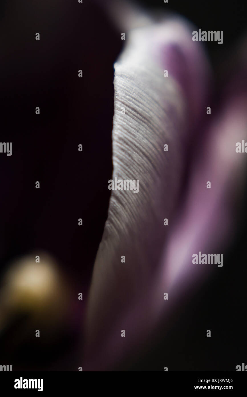 Libre d'un pétale de tulipe violet sur fond sombre Banque D'Images Libre d'un pétale de tulipe violet sur fond sombre Banque D'Images