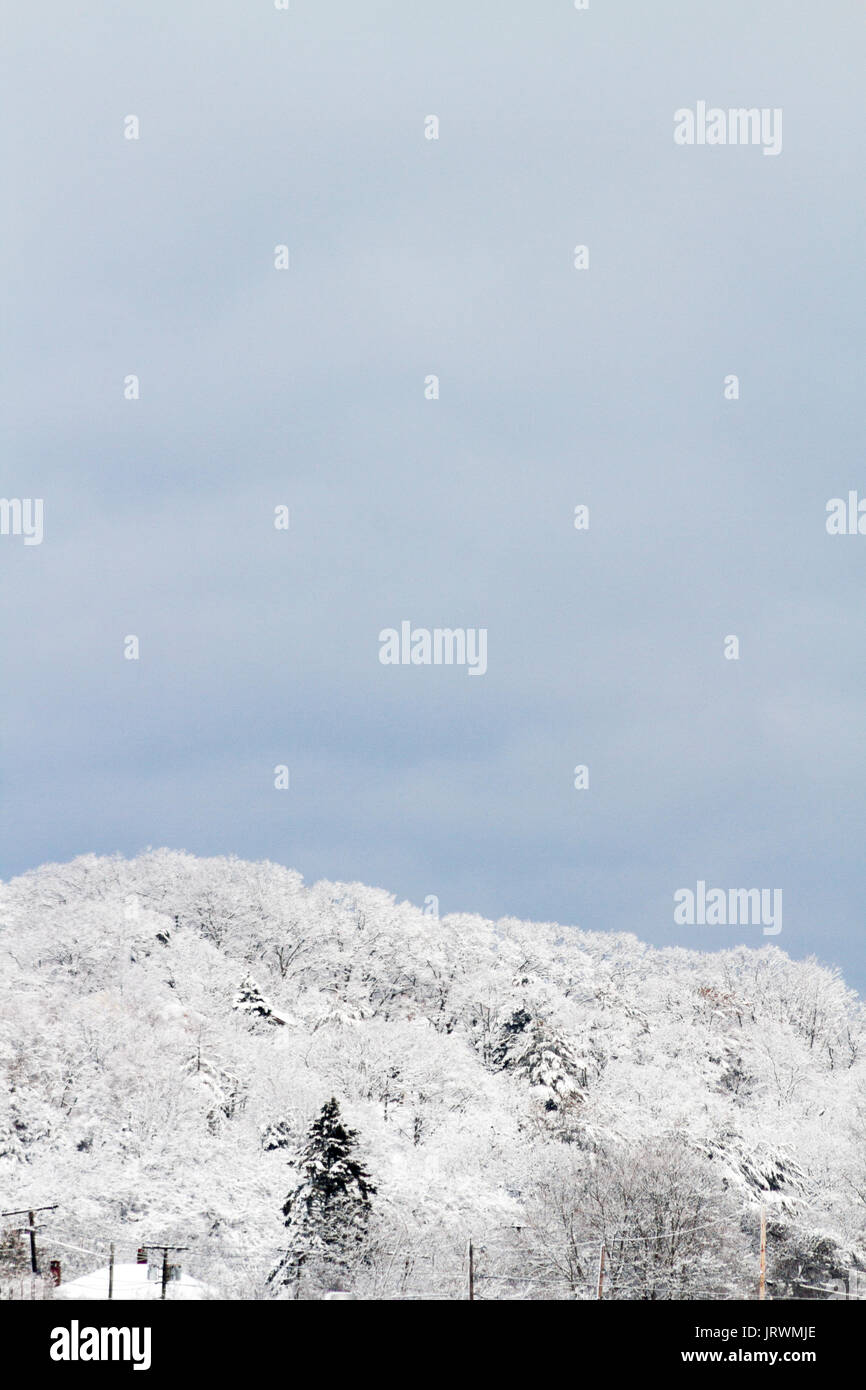 Les arbres couverts de neige et ciel bleu Banque D'Images