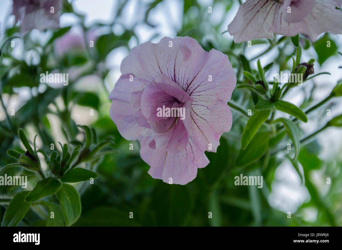 Beau jardin d'ornement en fleurs de bush de pétunias roses avec des feuilles vertes sur un fond de feuilles vertes Banque D'Images