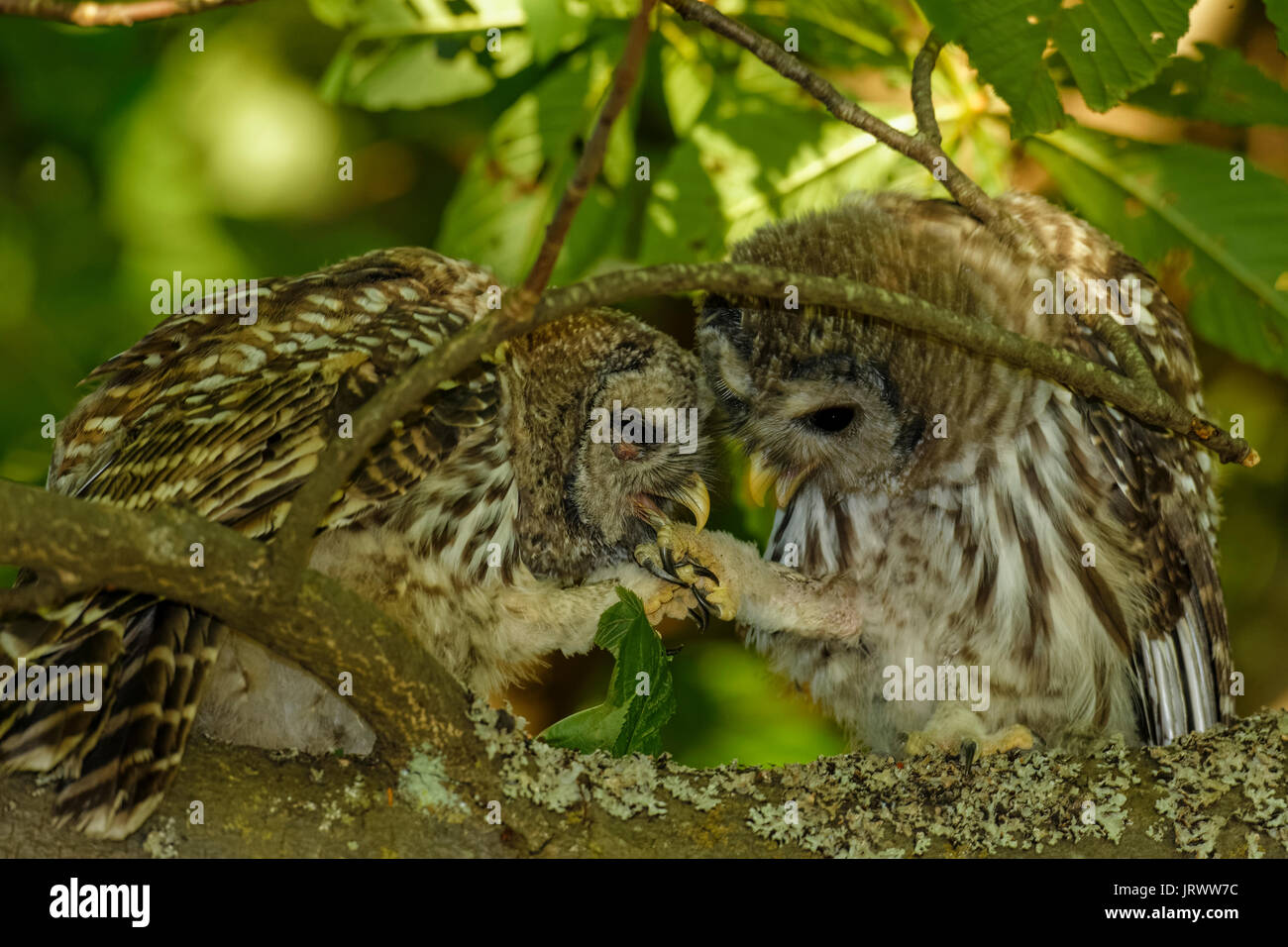 Chouette rayée owlets serres de verrouillage tandis que perchés dans grand érable-Parc Beacon Hill, Victoria, Colombie-Britannique, Canada. Banque D'Images