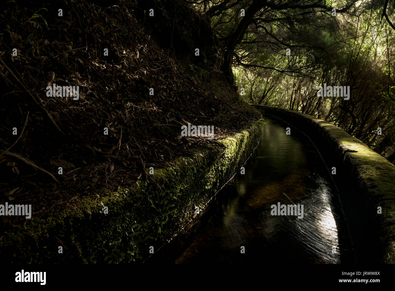 Levada canal d'eau en forêt, réserve naturelle de Rabacal, Madeira, Portugal Banque D'Images