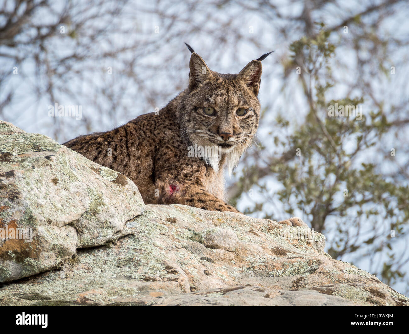 Le lynx ibérique (Lynx pardinus) couchée sur un rocher en Espagne Banque D'Images