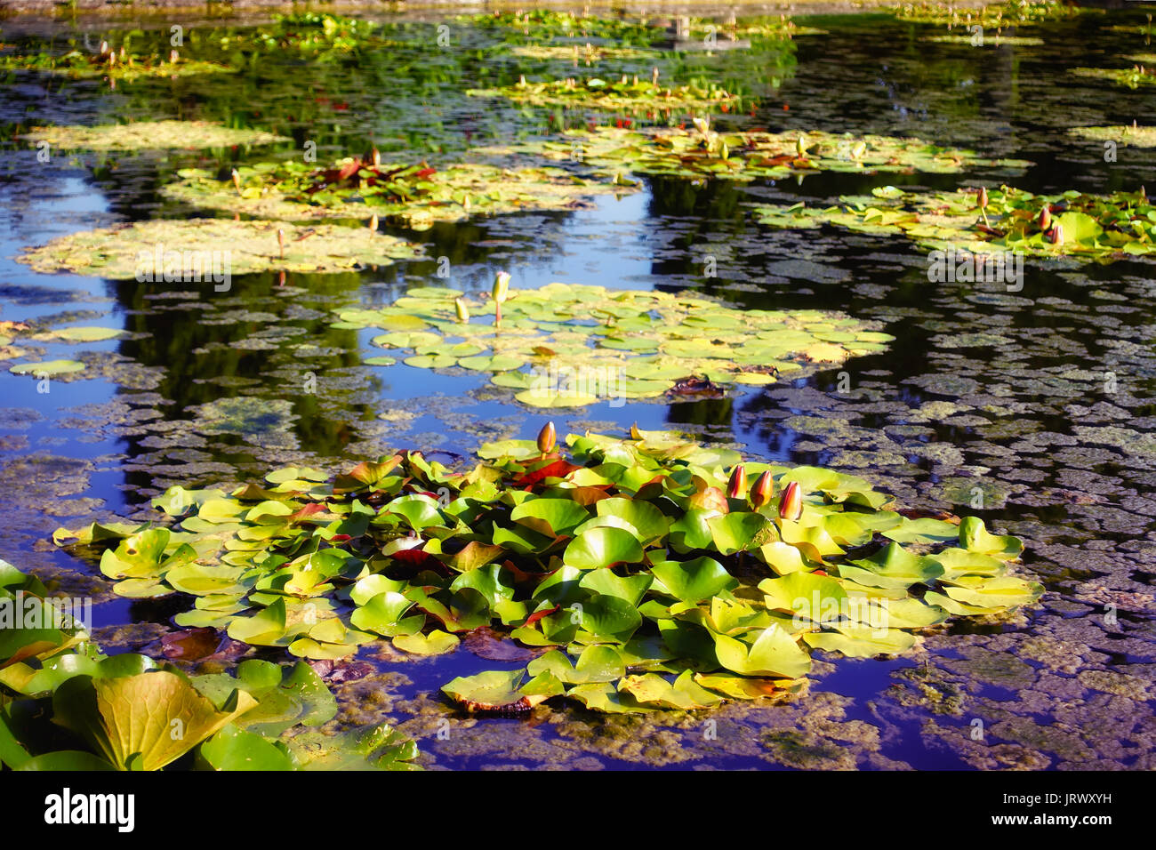 Water Lily plantes avec bud sur l'étang Banque D'Images