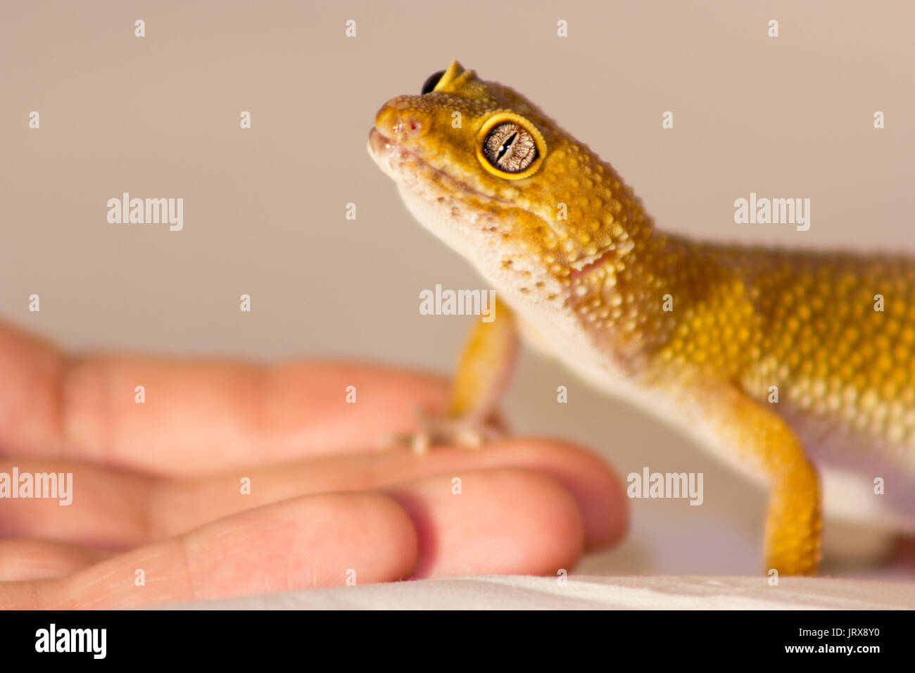 Gecko orange mignon chauffage dans les mains avec plaisir Banque D'Images