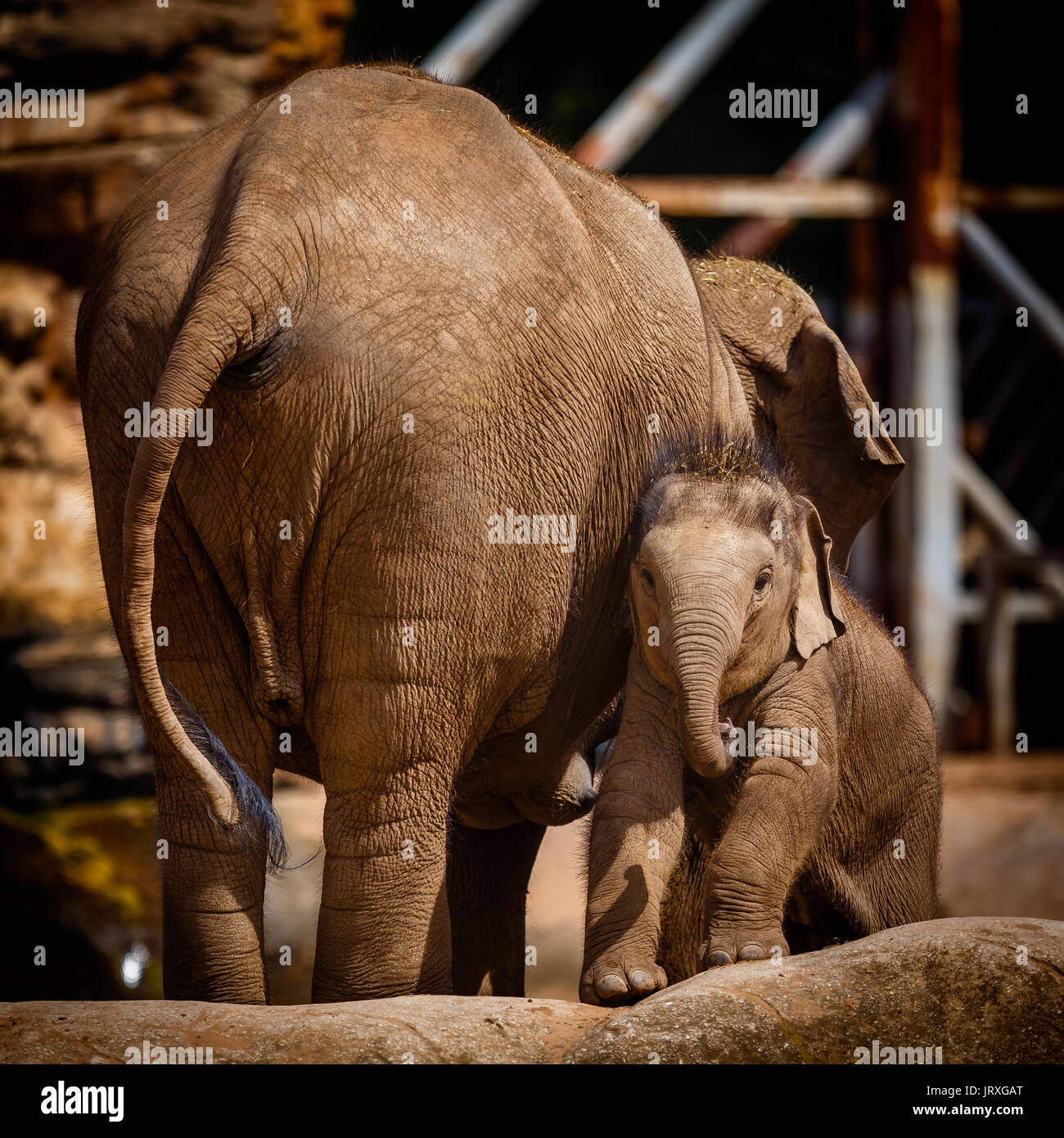 Les éléphants du Zoo de Chester Banque D'Images