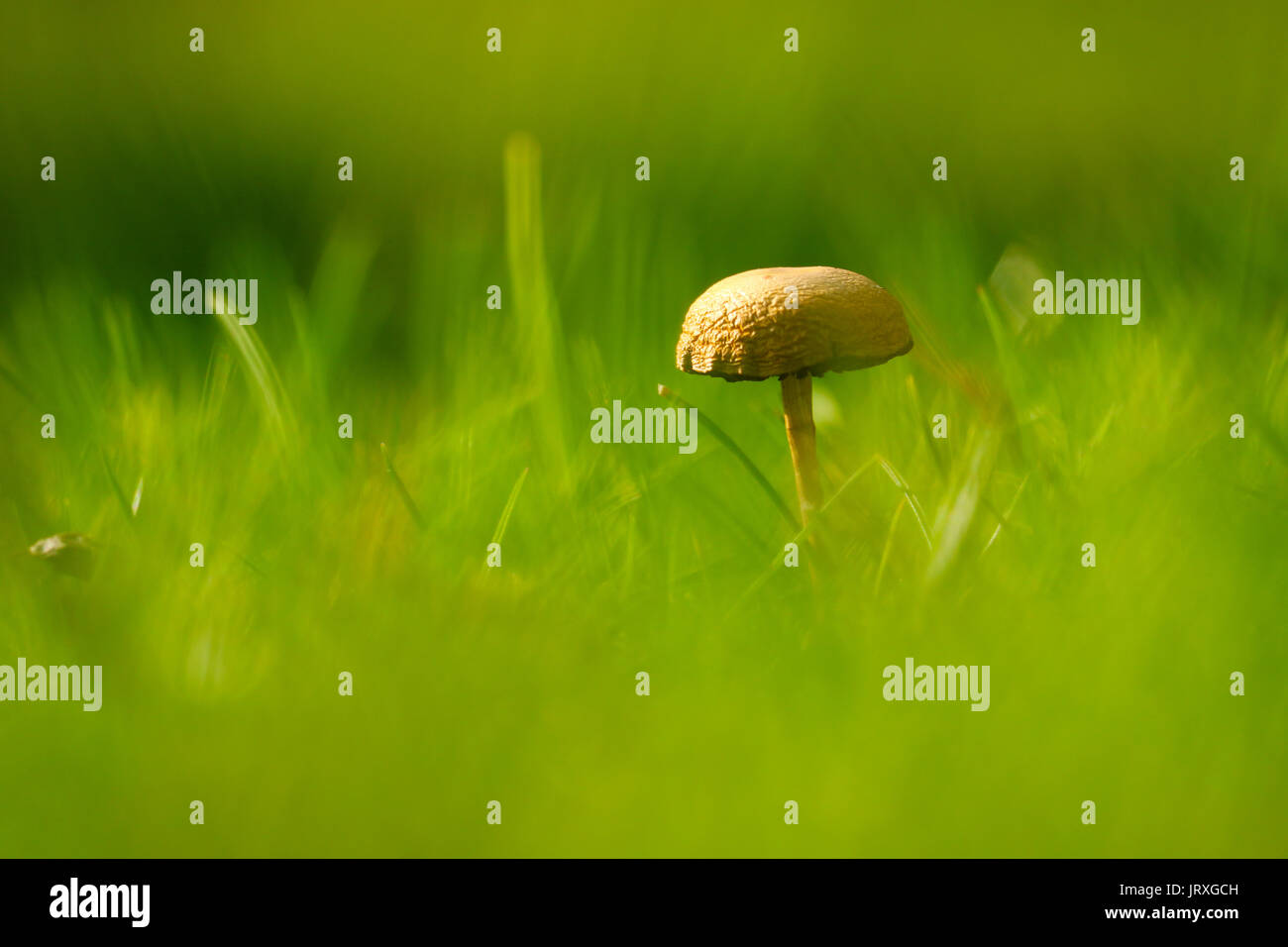 Peu de champignons brun retour à la chaleur du soleil dans une prairie floue Banque D'Images