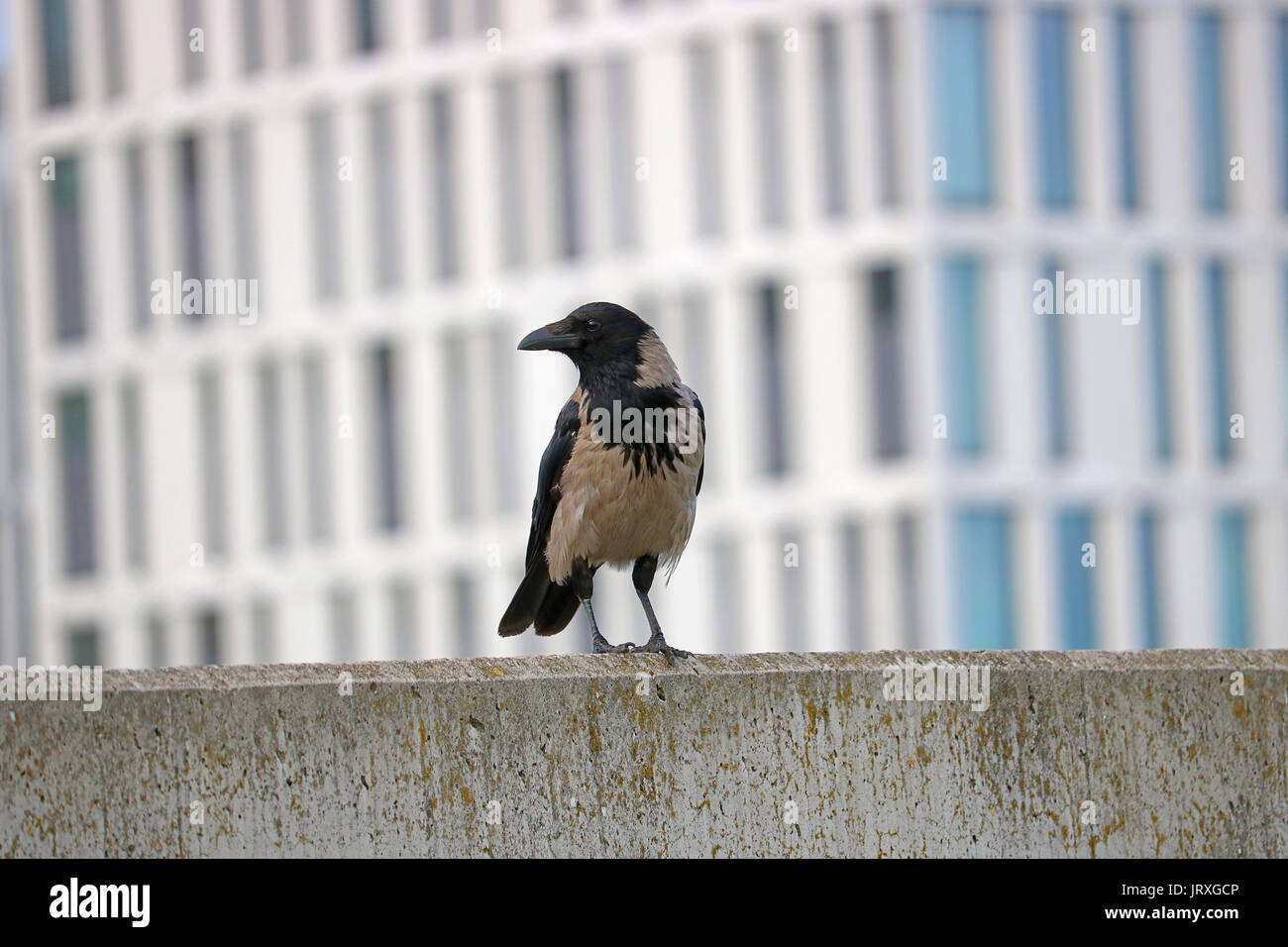 Crow oiseau posé sur un mur en face d'un immeuble à Berlin floue Banque D'Images