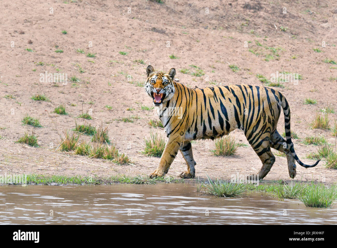 Tigre du Bengale Royal ou Panthera tigris ou tigre de l'Inde faisant réponse Flhemen à Bandhavgarh National Park,Madhyapradesh en Inde. Banque D'Images