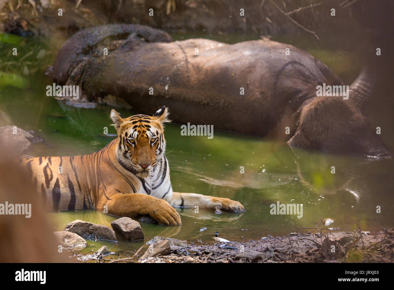 Tigre du Bengale Royal ou Panthera tigris tigris ou tigre de l'Inde avec Kill détente sur le plan d'eau dans le parc national de Tadoba, Maharashtra Banque D'Images