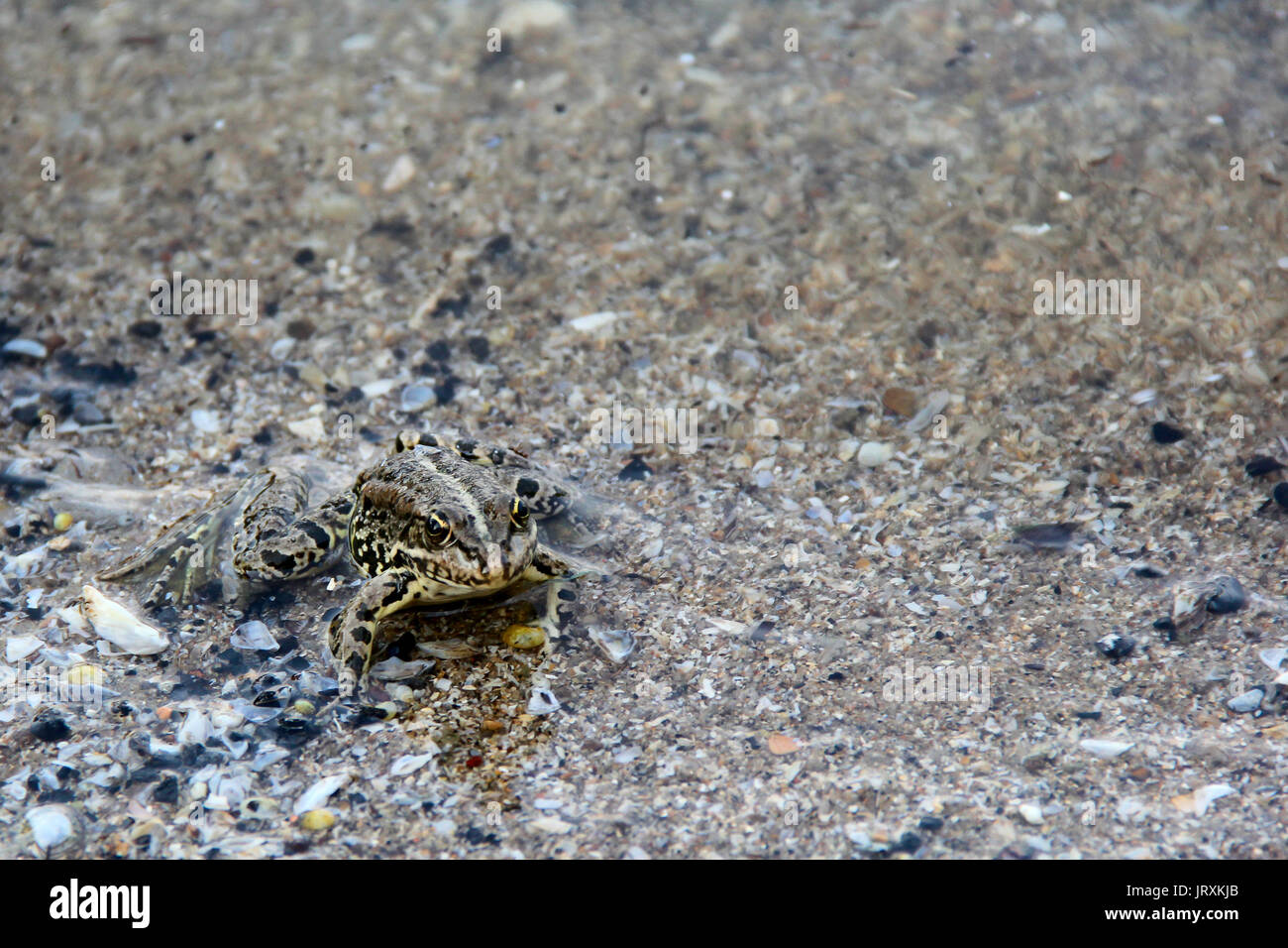 grenouille flottant sur l'eau. photo. Banque D'Images