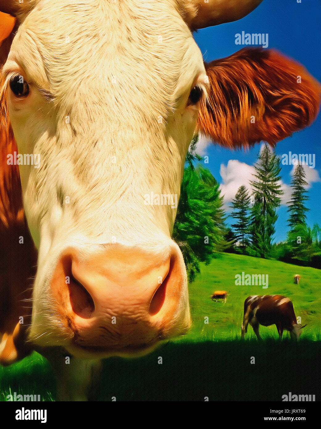 L'art numérique : les vaches à Waldherr Alm, Wackersberg, Bavière, Allemagne Banque D'Images