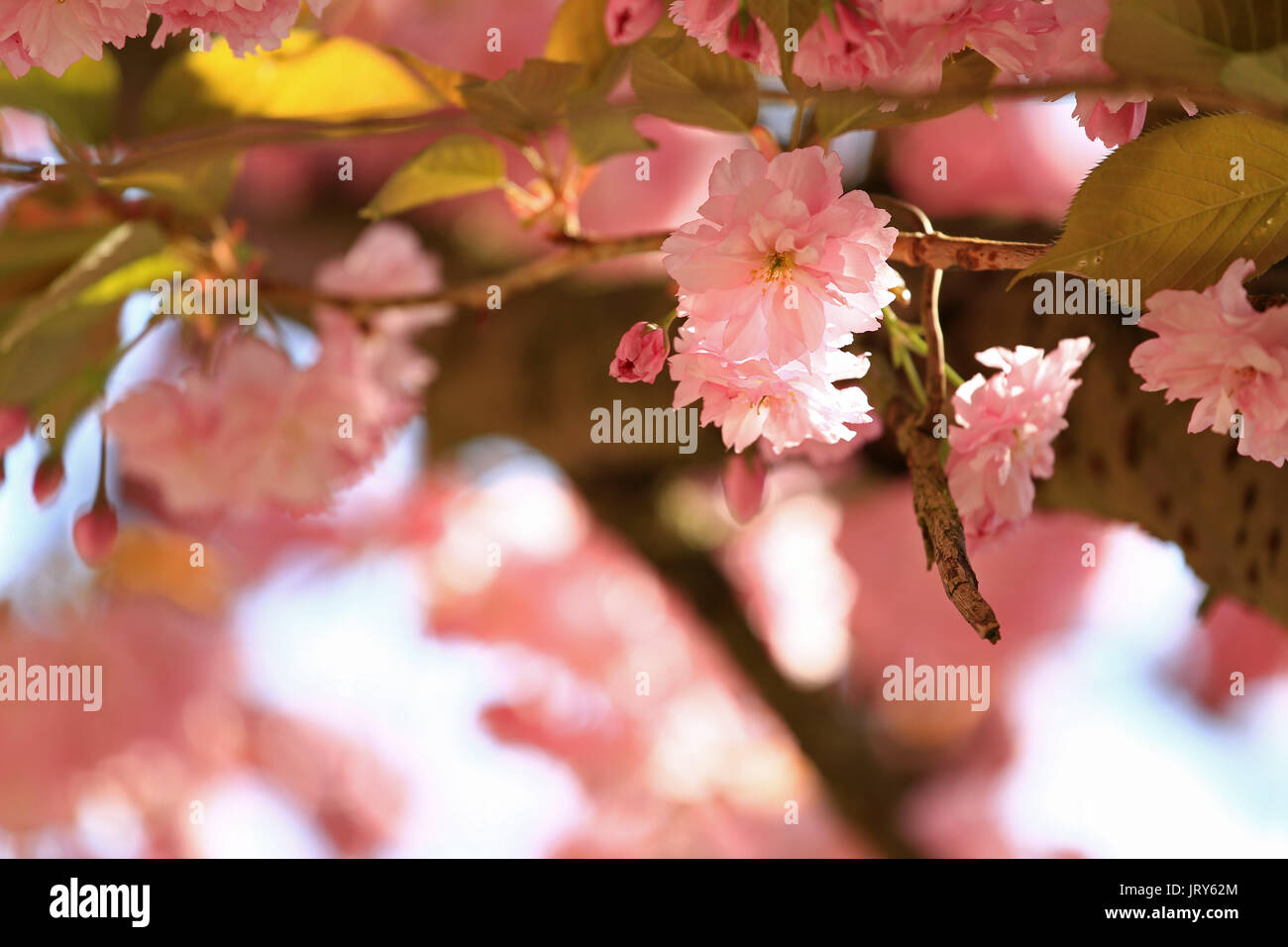 Libre de rose Sakura cherry blossom in springtime Banque D'Images