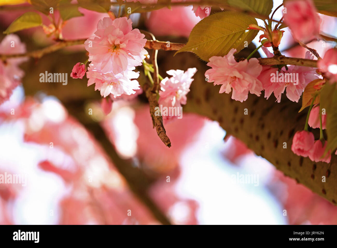 Libre de rose Sakura cherry blossom in springtime Banque D'Images