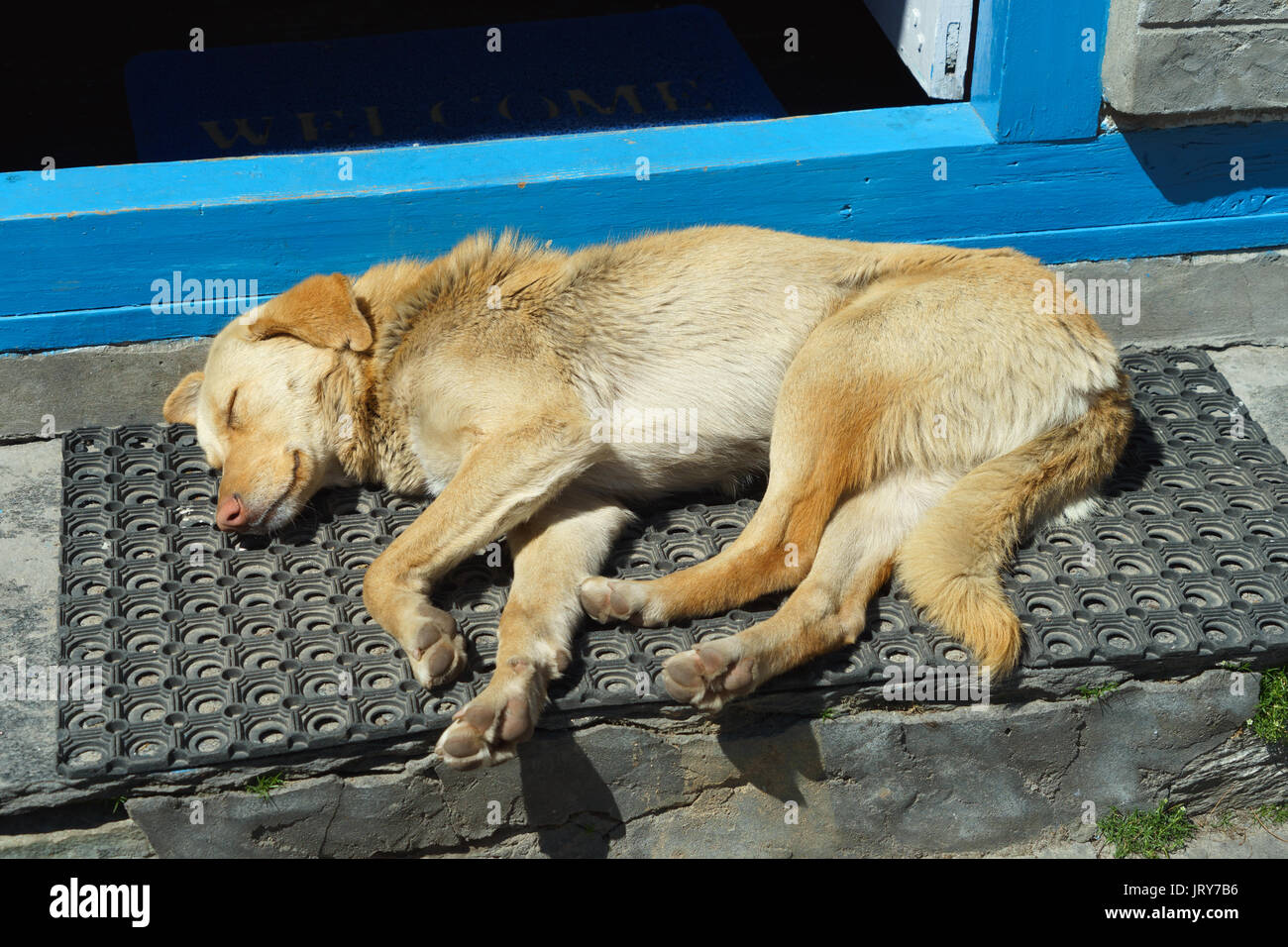 Couchage chien sur le porche d'une maison à chame, le Népal. Banque D'Images