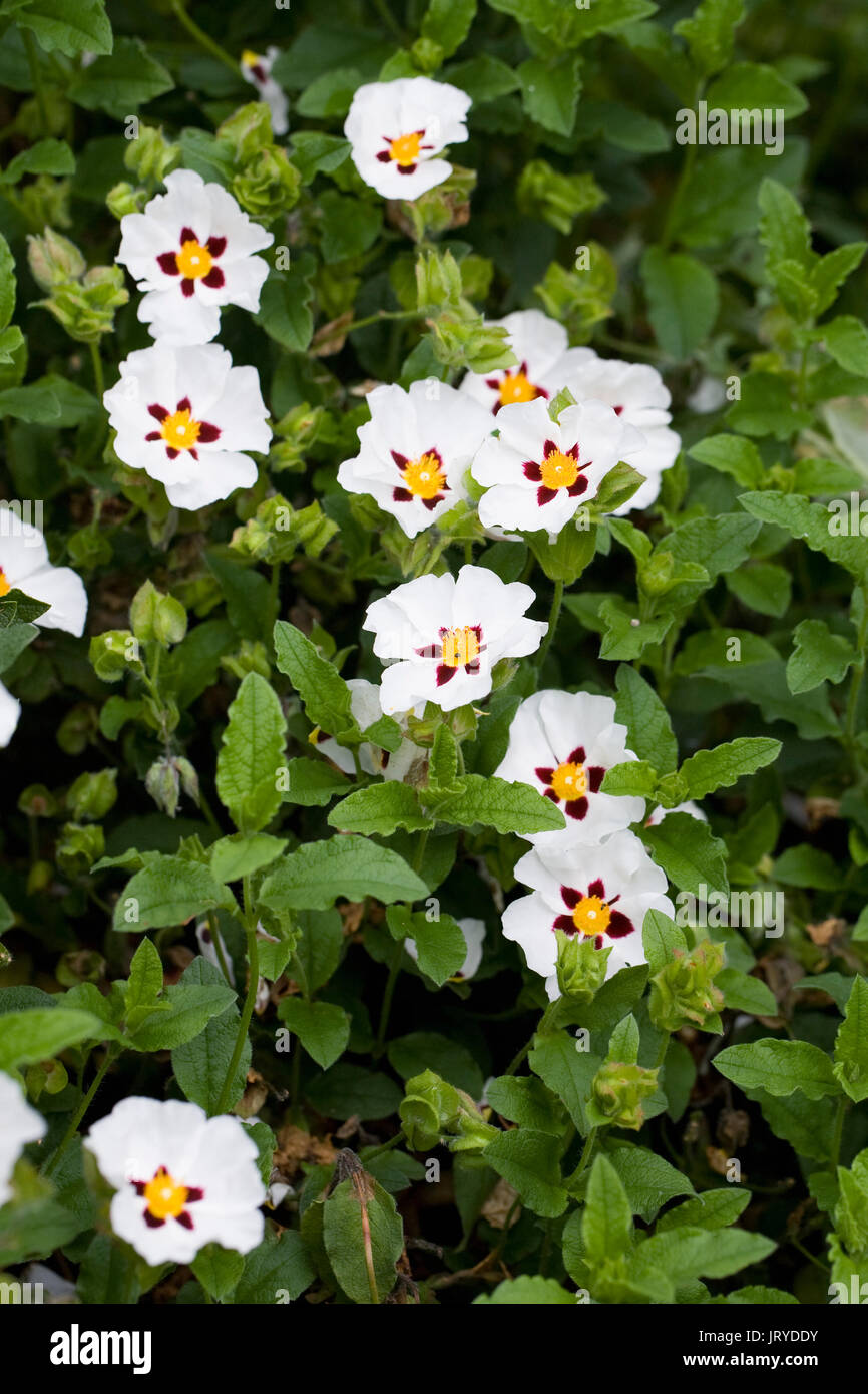 Cistus ladanifer. Ciste Gomme de fleurs. Banque D'Images