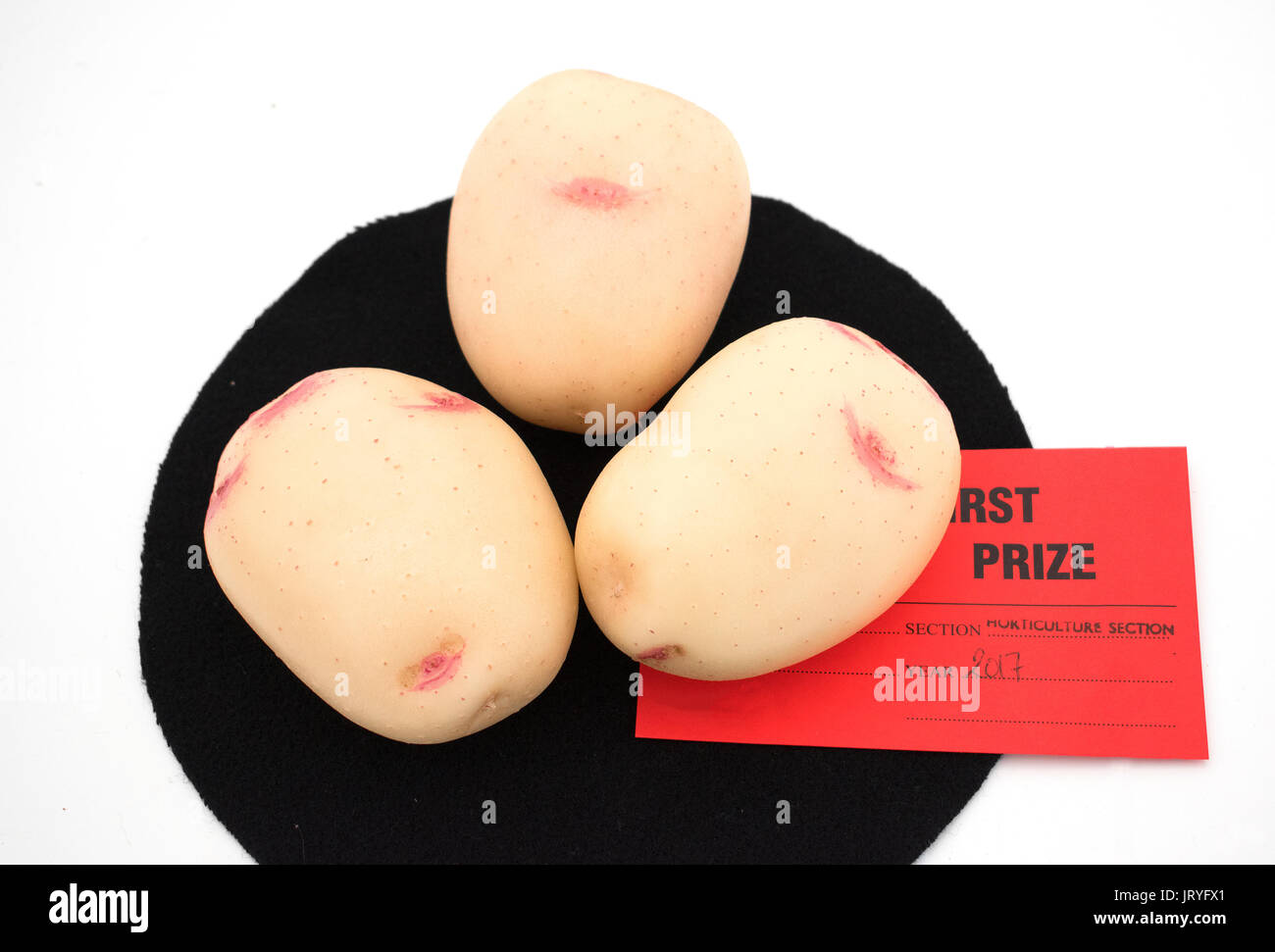 Gagnant du premier prix de la pomme de terre Pommes de terre gagnante show légumes Banque D'Images