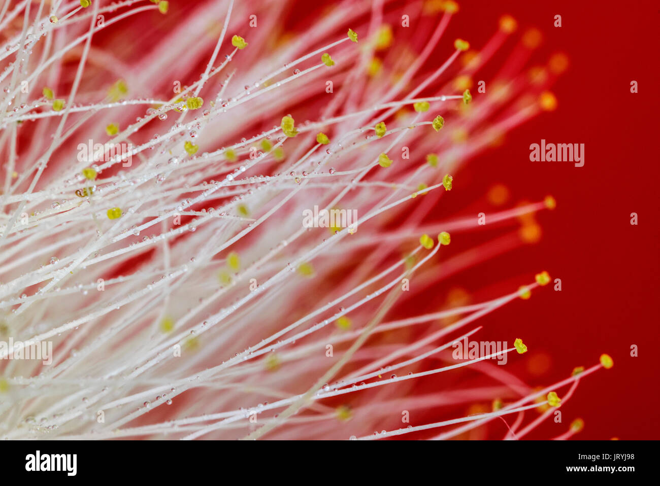 Le calliandre / Acacia Nemu, fleurs, blanc sur fond rouge, macro photographie avec de petites gouttes d'eau et les gouttelettes sur les pétales Banque D'Images