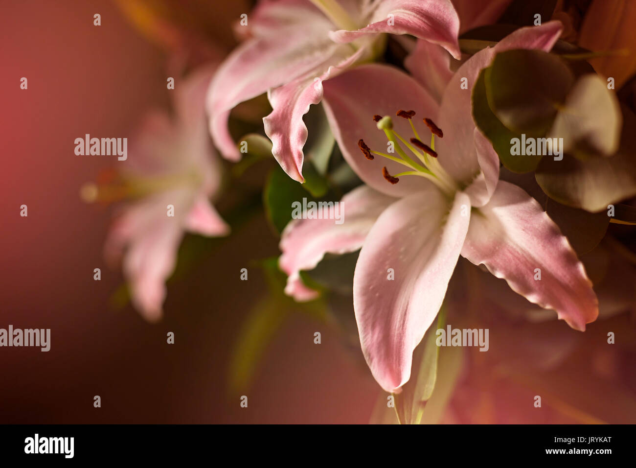 Lys rose bouquet de fleurs sur un fond sombre Banque D'Images