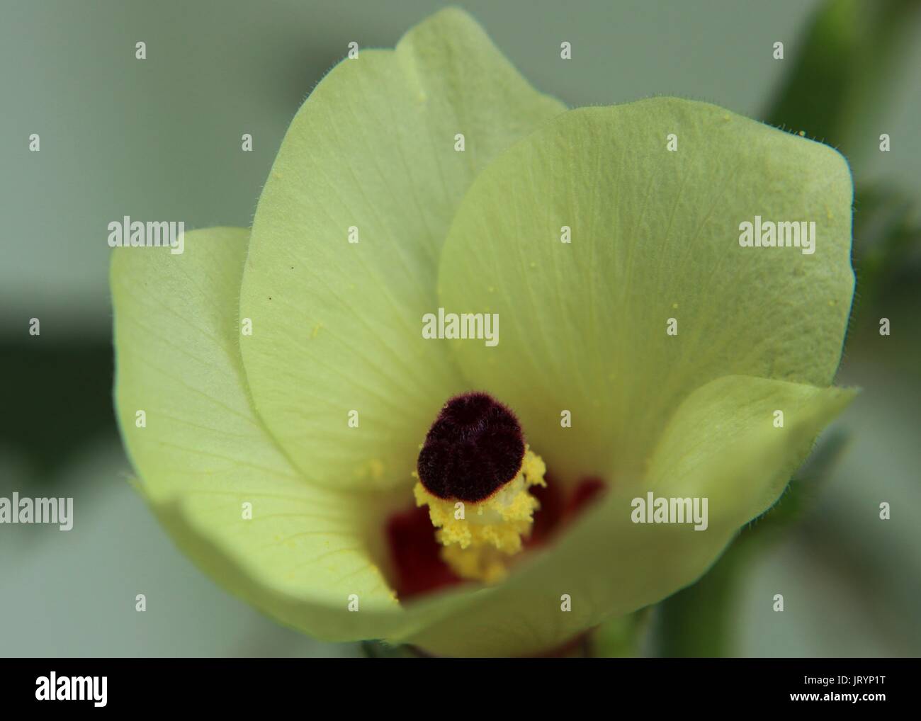 Close-up - macro - vue d'une belle couleur jaune okra - mesdames doigt - Abelmoschus esculentus - fleur dans un jardin familial je Banque D'Images