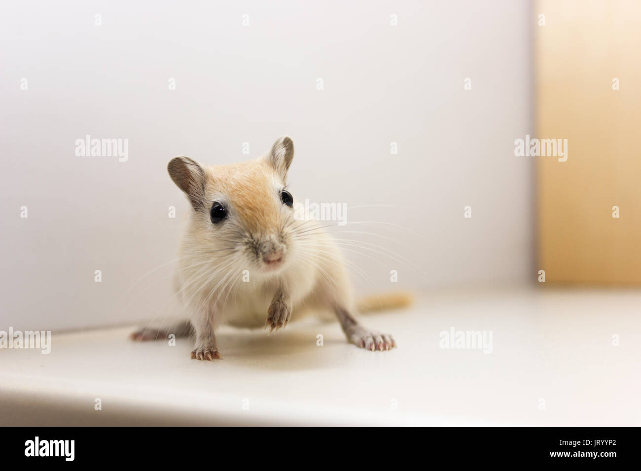 Bebe Gerbille De Moelleux Sur Fond Neutre Photo Stock Alamy