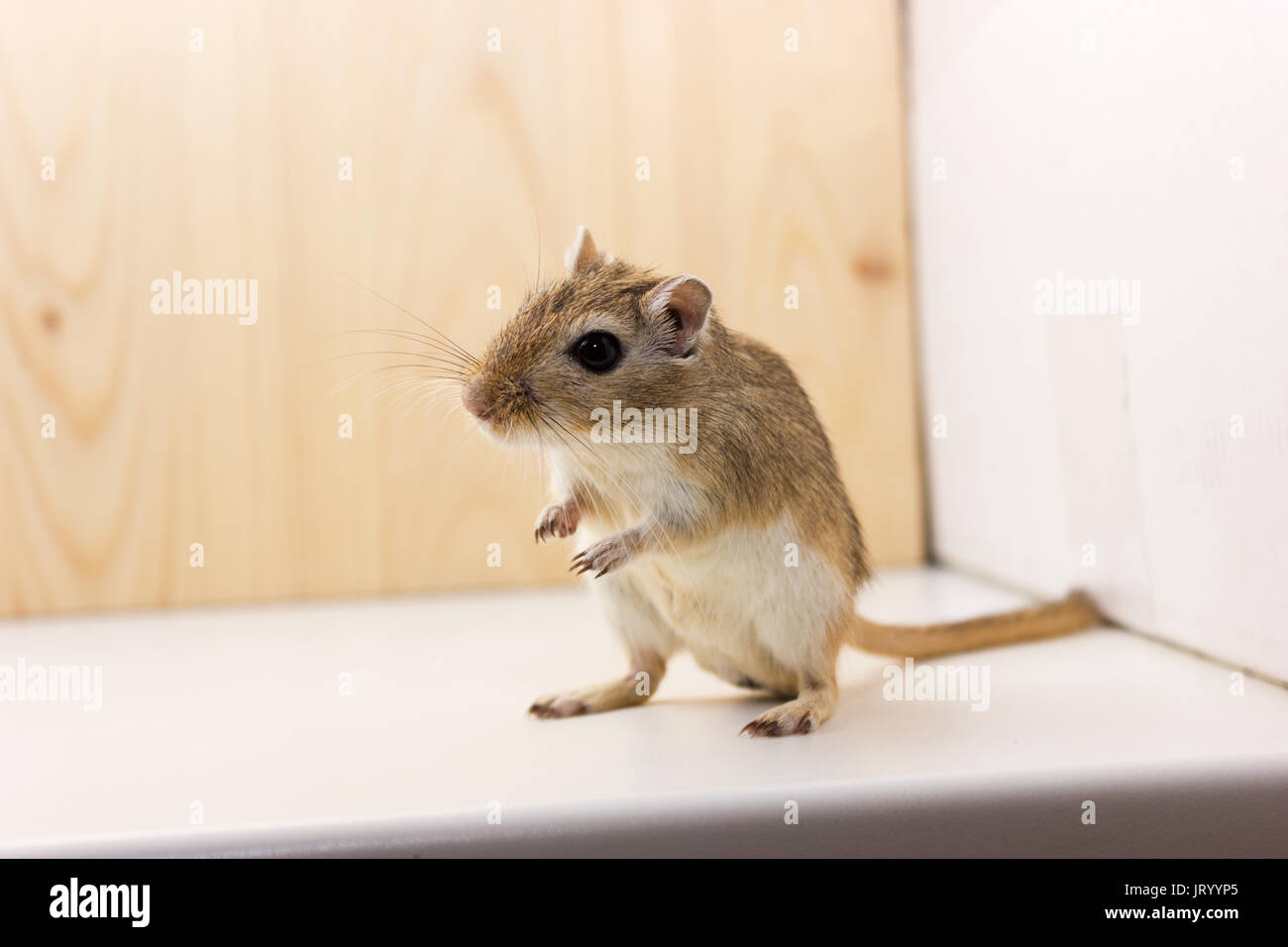 Bebe Gerbille De Moelleux Sur Fond Neutre Photo Stock Alamy