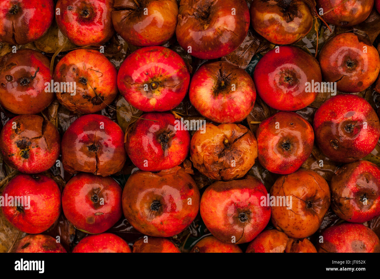 Les pommes pourries dans des rangées de feuilles d'automne Banque D'Images