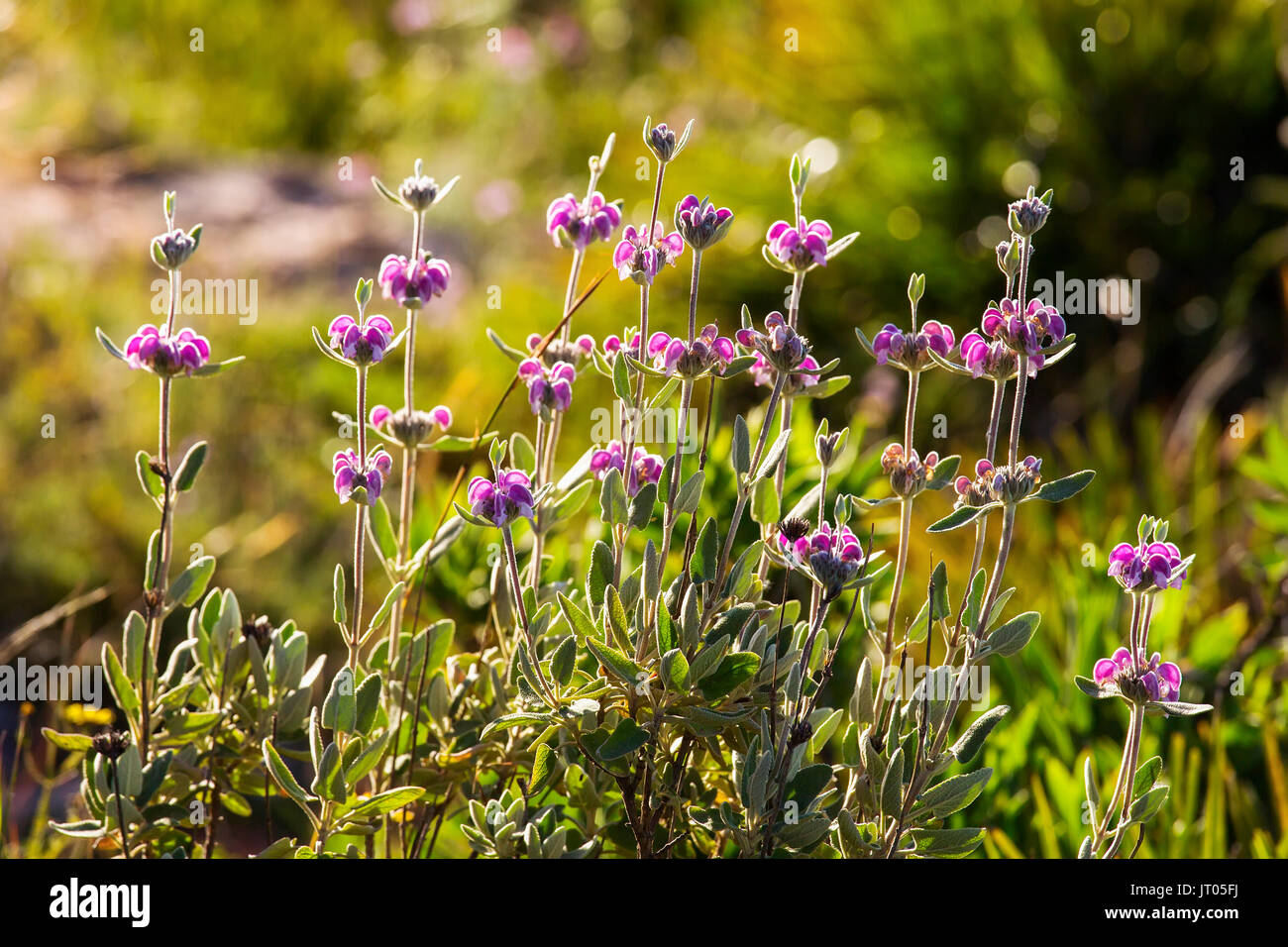 Phlomis purpurea. Forêt méditerranéenne typique. Andalousie, Espagne du sud Europe Banque D'Images