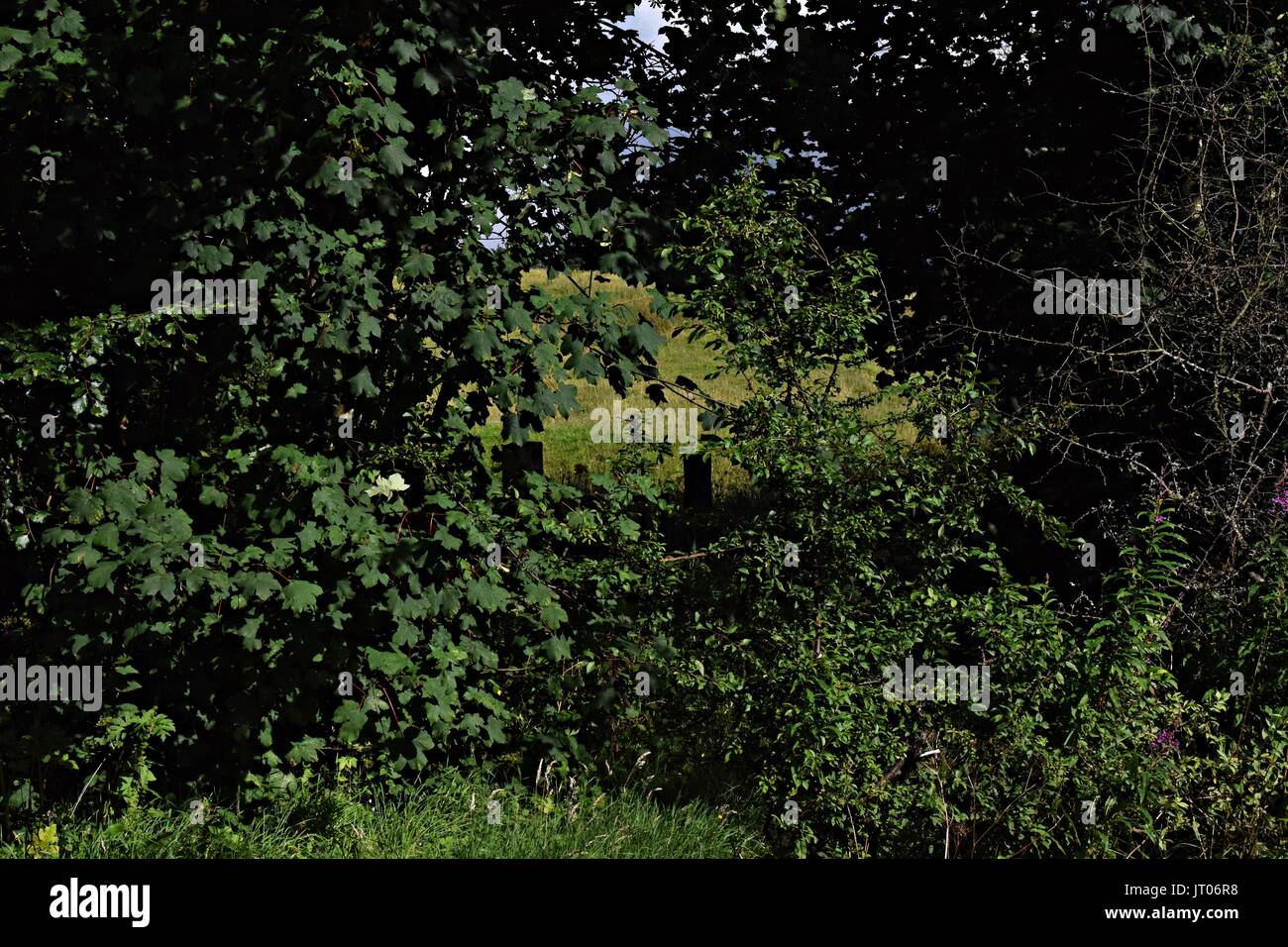 Photos d'arbres et l'herbe haute Banque D'Images