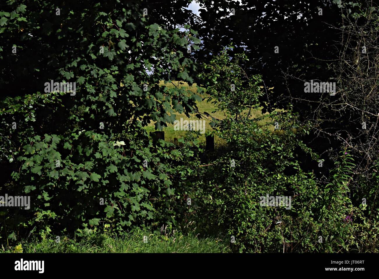 Photos d'arbres et l'herbe haute Banque D'Images