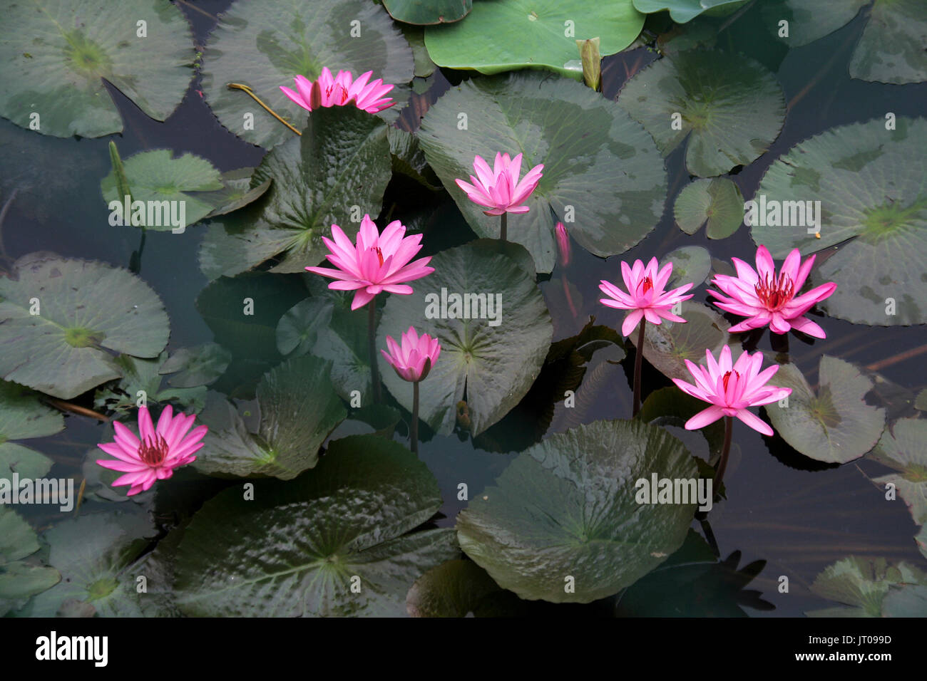 Grappe de Lotus rose avec feuilles flottantes dans un lotus Banque D'Images