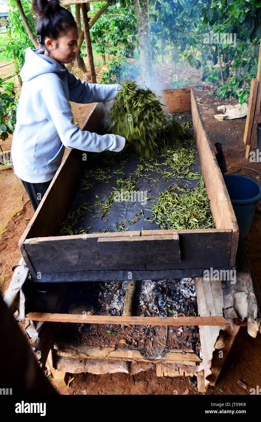 Laos femme gens processus de travail ou séchées à la vapeur des feuilles de thé de tir pan en usine home à Plateau des Bolavens le 2 mai 2015 à Paksong, Champassak, AJO Banque D'Images