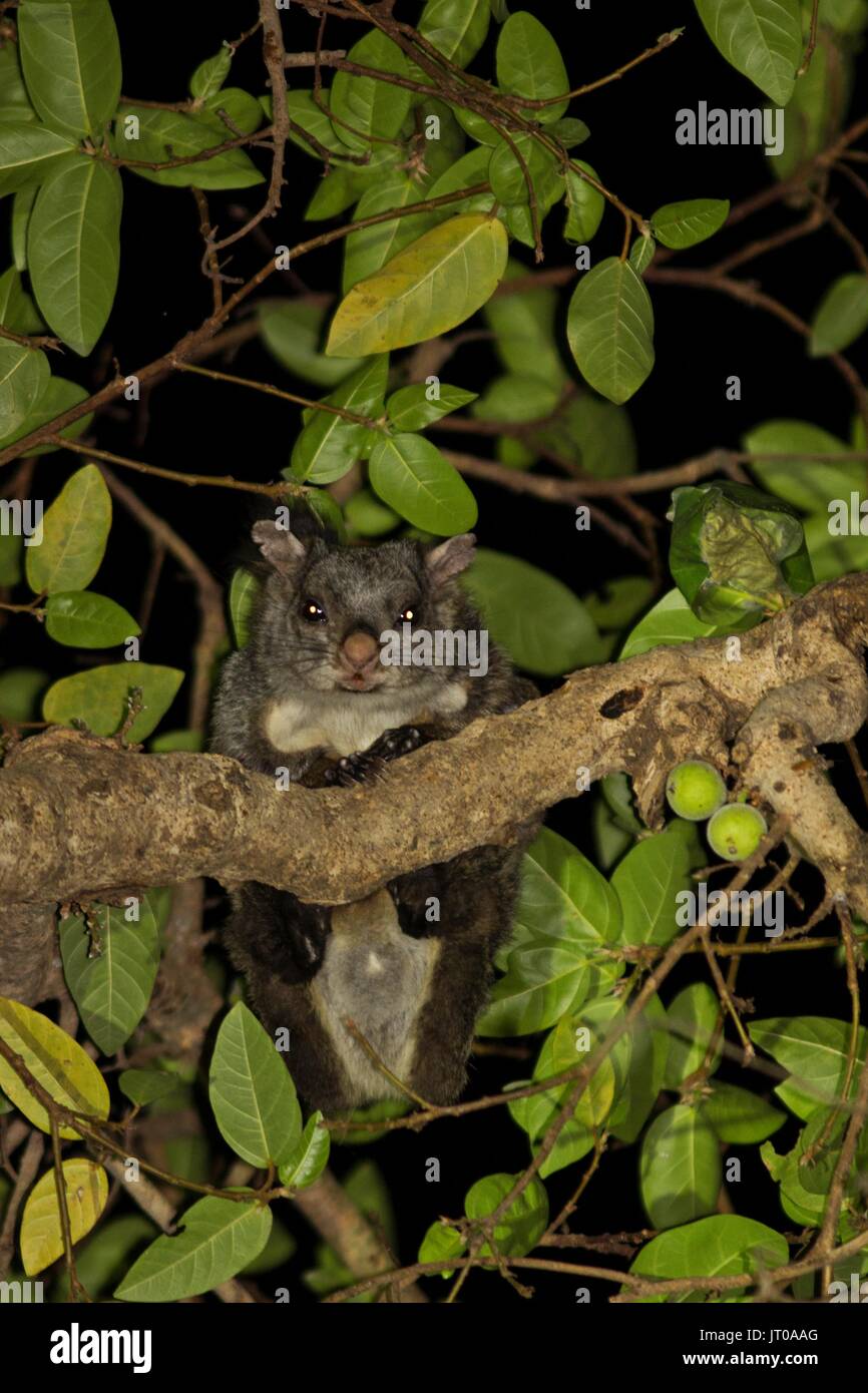 Écureuil volant géant indien se nourrissant de figues de Polo Forêt, Gujarat, Inde Banque D'Images