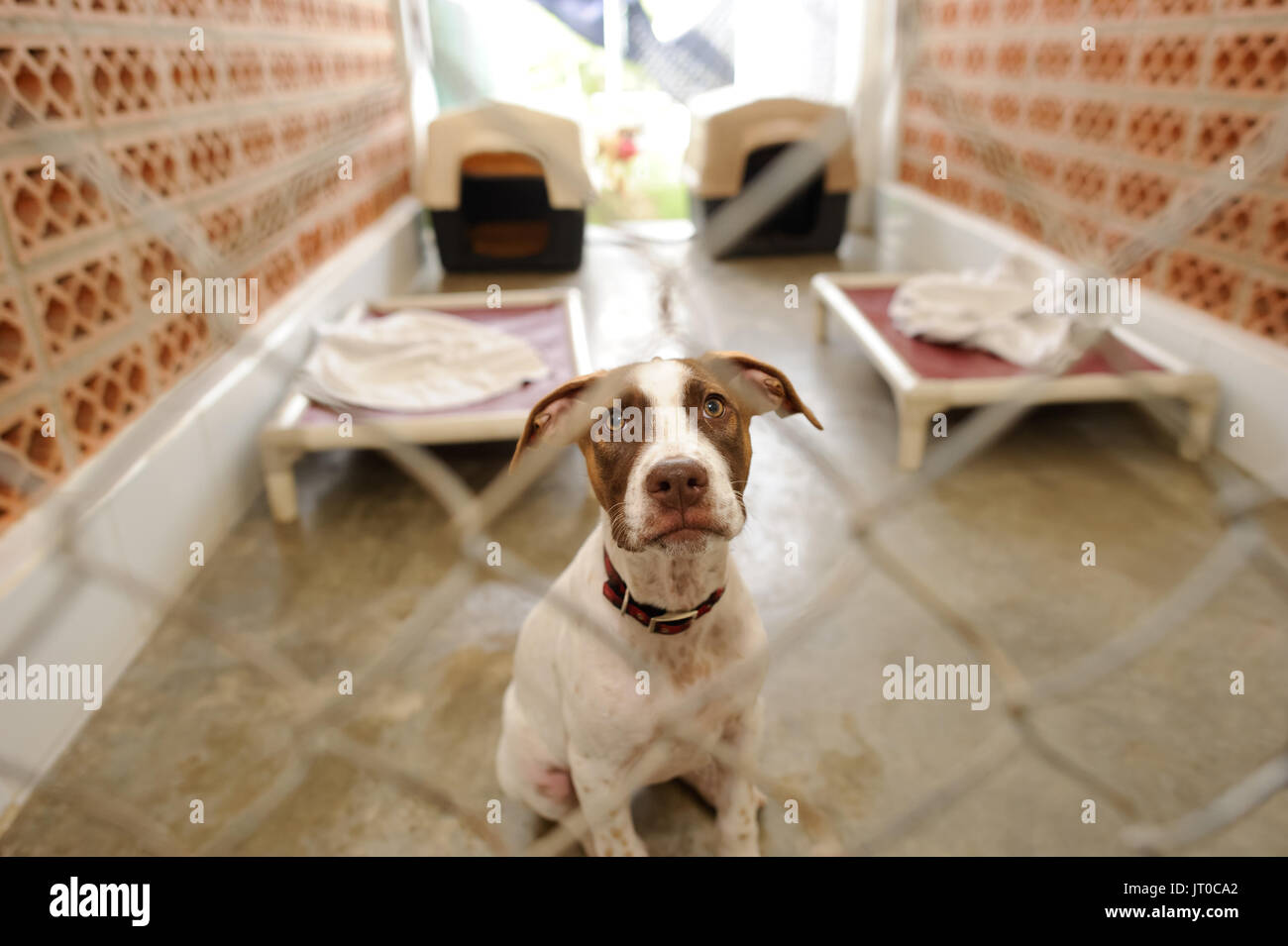 Chien refuge est est un beau chien dans un refuge pour animaux à travers la grille demande si quelqu'un va prendre chez lui aujourd'hui. Banque D'Images