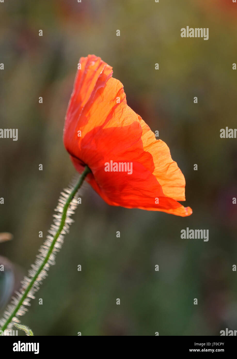 Une seule tige d'une politique commune ou coquelicot ( Papaver rhoeas ) Banque D'Images