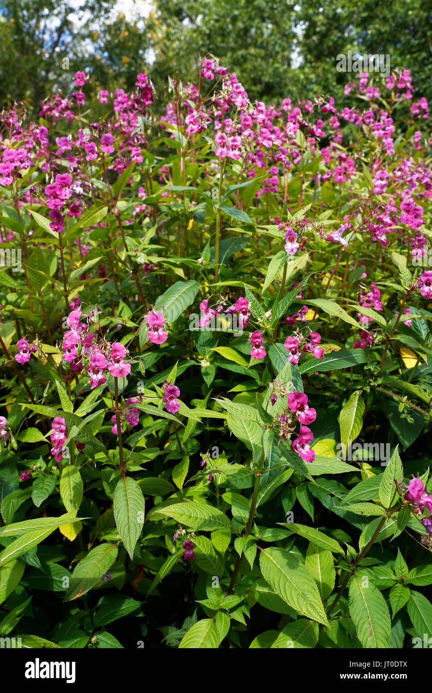 Balsamine de l'Himalaya, Impatiens glandulifera, prenant en charge un herbeux et étouffe toutes les autres espèces naturelles Banque D'Images
